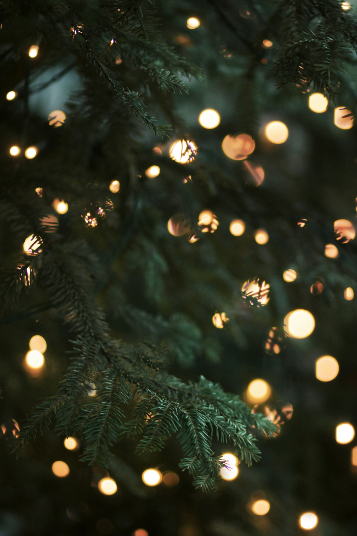 Nahaufnahe eines Weihnachtsbaumes mit Lichtern