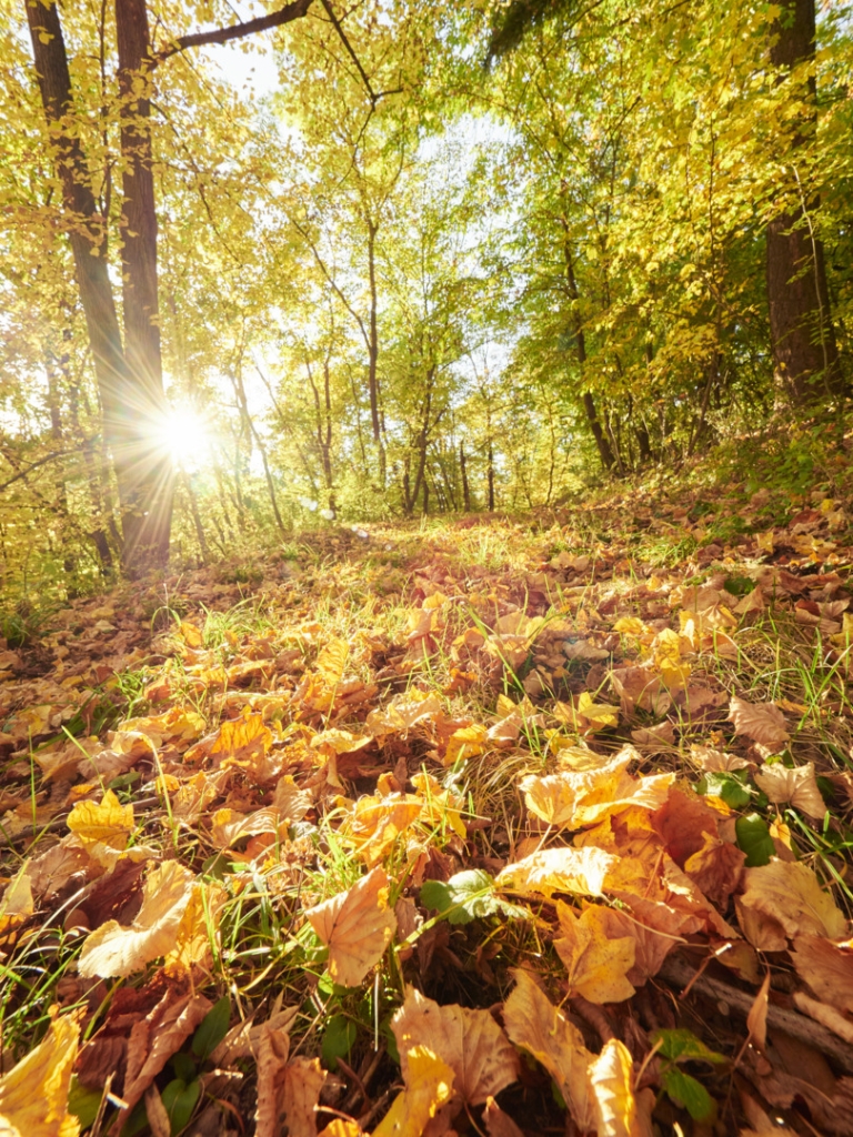 Herbstlicher Waldweg mit leuchtend gelben Blättern auf dem Boden