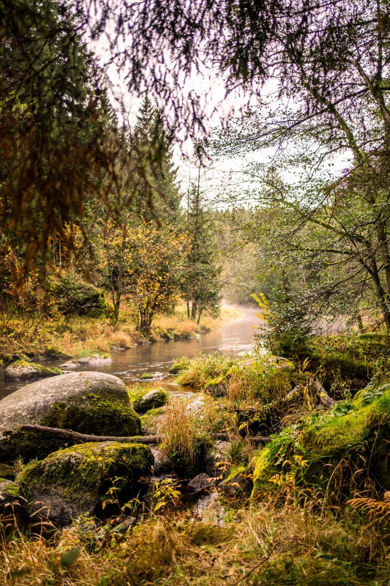 Eine malerische Flusslandschaft mit steinigen Ufern und herbstlicher Vegetation.