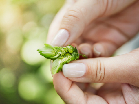 Nahaufnahme einer Hand mit manikürten Nägeln, die eine Hopfenblüte öffnet