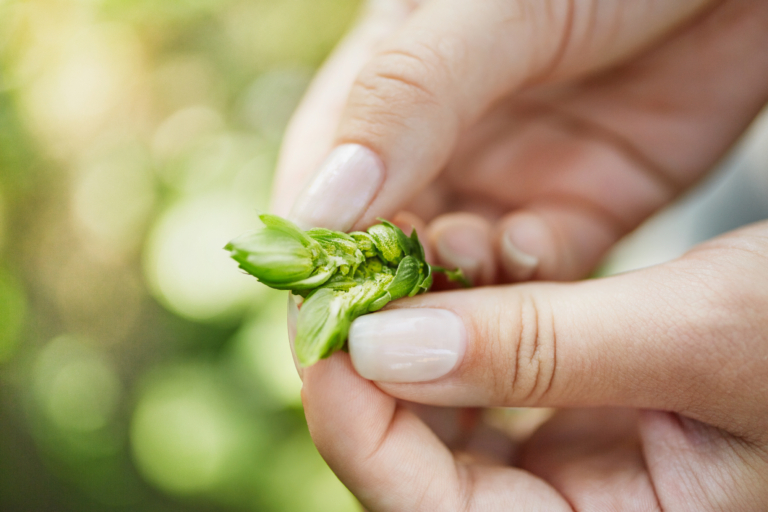Nahaufnahme einer Hand mit manikürten Nägeln, die eine Hopfenblüte öffnet